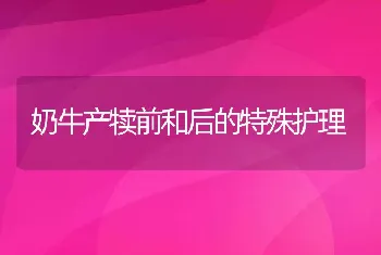 奶牛产犊前和后的特殊护理