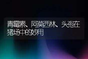 青霉素、阿莫西林、头孢在猪场中的妙用