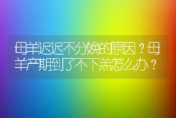 母羊迟迟不分娩的原因？母羊产期到了不下羔怎么办？