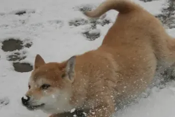 如何训练柴犬不咬人