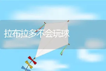 拉布拉多不会玩球