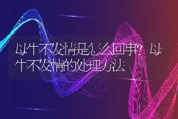 母牛不发情是怎么回事？母牛不发情的处理方法