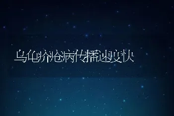 乌龟疥疮病传播速度快