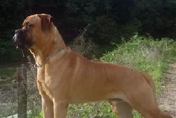 斗牛獒犬资料介绍_斗牛獒犬图片大全_斗牛獒犬饲养方法