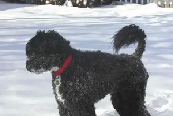 葡萄牙水犬资料介绍_葡萄牙水犬图片大全_葡萄牙水犬饲养方法