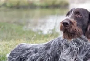 刚毛指示格里芬犬资料介绍_刚毛指示格里芬犬图片大全_刚毛指示格里芬犬饲养方法