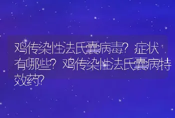 鸡传染性法氏囊病毒？症状有哪些？鸡传染性法氏囊病特效药？