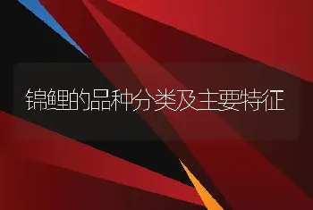 锦鲤的品种分类及主要特征