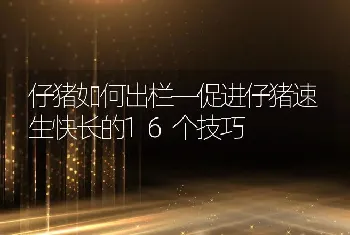 仔猪如何出栏—促进仔猪速生快长的16个技巧