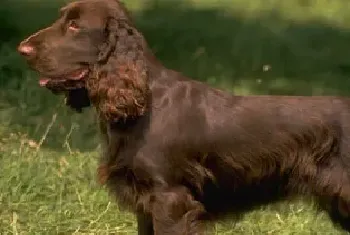 美国水猎犬资料介绍_美国水猎犬图片大全_美国水猎犬饲养方法