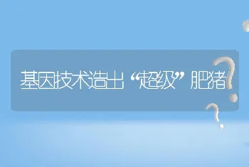 基因技术造出“超级”肥猪