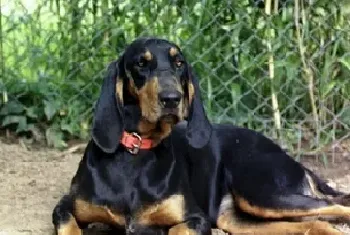 大型黑褐色猎浣熊犬资料介绍_大型黑褐色猎浣熊犬图片大全_大型黑褐色猎浣熊犬饲养方法