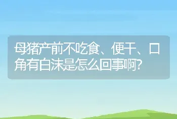 母猪产前不吃食、便干、口角有白沫是怎么回事啊？