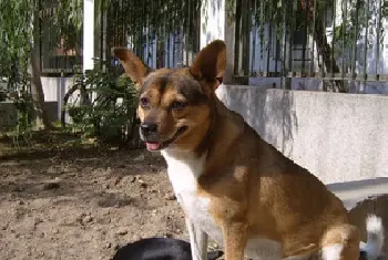 西班牙小猎犬资料介绍_西班牙小猎犬图片大全_西班牙小猎犬饲养方法