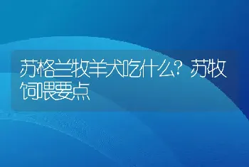 苏格兰牧羊犬吃什么?苏牧饲喂要点