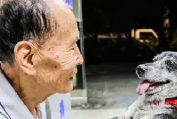 阿公中秋节前夕找回了十岁高龄爱犬