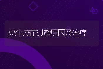 奶牛疫苗过敏原因及治疗