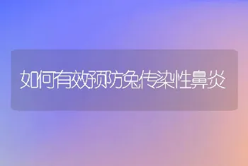 如何有效预防兔传染性鼻炎