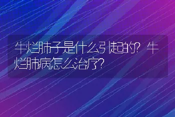 牛烂肺子是什么引起的？牛烂肺病怎么治疗？