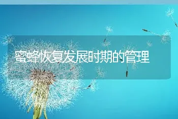 蜜蜂恢复发展时期的管理