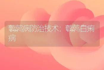 鹌鹑病防治技术：鹌鹑白痢病