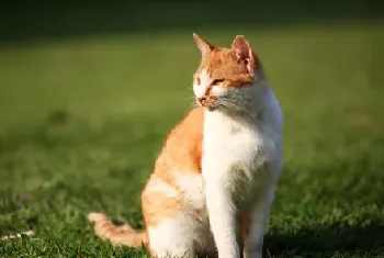 训练宠物猫的生理基础