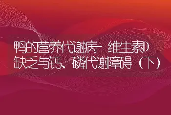 网箱免投饵高产养鱼技术