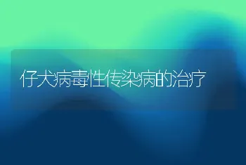 仔犬病毒性传染病的治疗