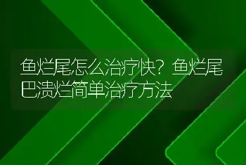 鱼烂尾怎么治疗快？鱼烂尾巴溃烂简单治疗方法