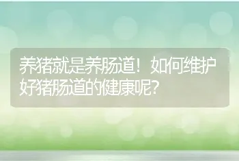 养猪就是养肠道！如何维护好猪肠道的健康呢？