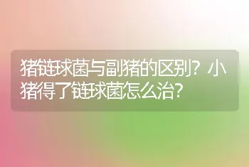 猪链球菌与副猪的区别？小猪得了链球菌怎么治？