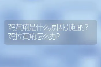 鸡黄痢是什么原因引起的？鸡拉黄痢怎么办?