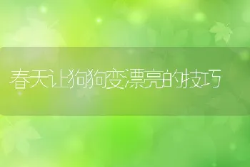 春天让狗狗变漂亮的技巧