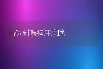 青饲料喂猪注意啥