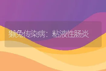 獭兔传染病：粘液性肠炎