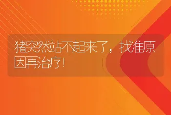 猪突然站不起来了，找准原因再治疗！