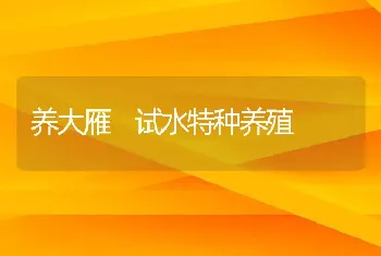 养大雁 试水特种养殖