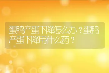 蛋鸭产蛋下降怎么办？蛋鸭产蛋下降用什么药？