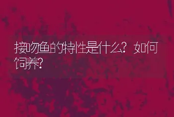 接吻鱼的特性是什么?如何饲养?