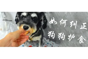 狗狗护食怎么纠正