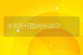 羊布氏杆菌病传染吗？