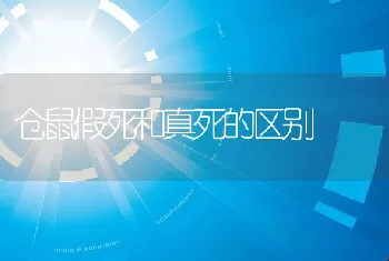 仓鼠假死和真死的区别