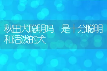 秋田犬聪明吗 是十分聪明和活泼的犬