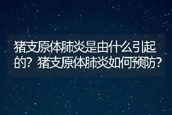 猪支原体肺炎是由什么引起的？猪支原体肺炎如何预防？