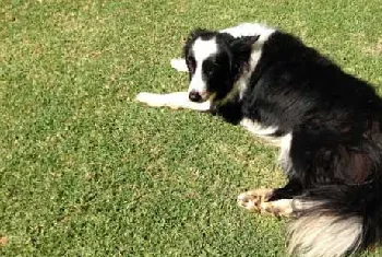 边境牧羊犬吃什么食物