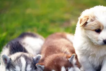 幼犬奶糕和幼犬粮的区别