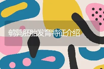 鹌鹑胚胎发育特征介绍