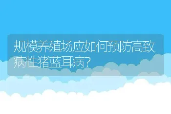 规模养殖场应如何预防高致病性猪蓝耳病？