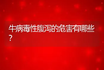 牛病毒性腹泻的危害有哪些？