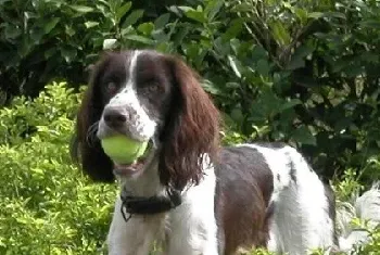 训咯史宾格犬的几大步骤以及要点